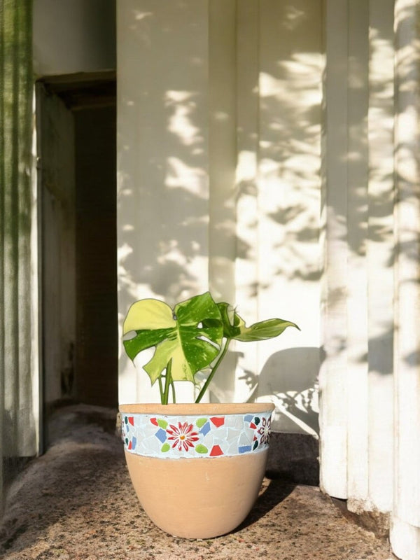 Second Chance: Charming Pot FREE assorted plant - Pots - POTS - SECO - 6821 - Tumbleweed Plants - Online Plant Delivery Singapore