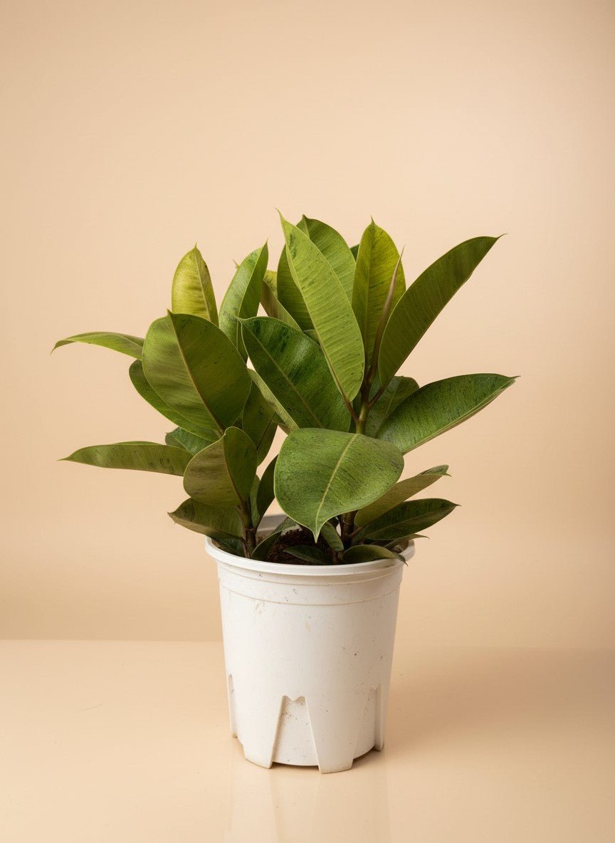 Ficus Shivereana / Moonshine Rubber Plant Multi-Stems - Potted plant -  - Tumbleweed Plants - Online Plant Delivery Singapore