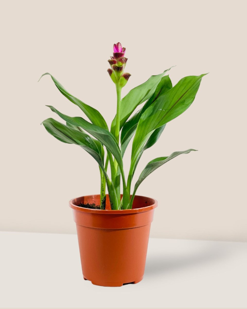 Siam Tulip - grow pot - Potted plant - Tumbleweed Plants - Online Plant Delivery Singapore