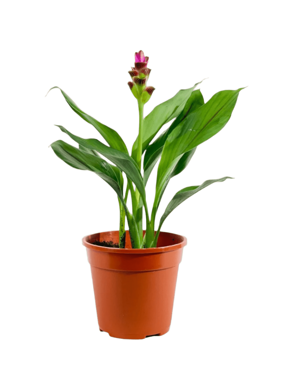 Grow Pot