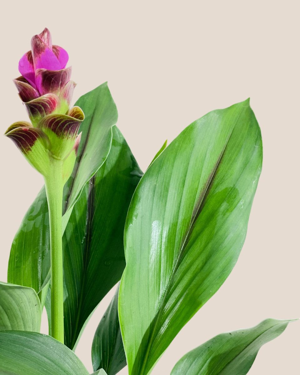 Siam Tulip - grow pot - Potted plant - Tumbleweed Plants - Online Plant Delivery Singapore