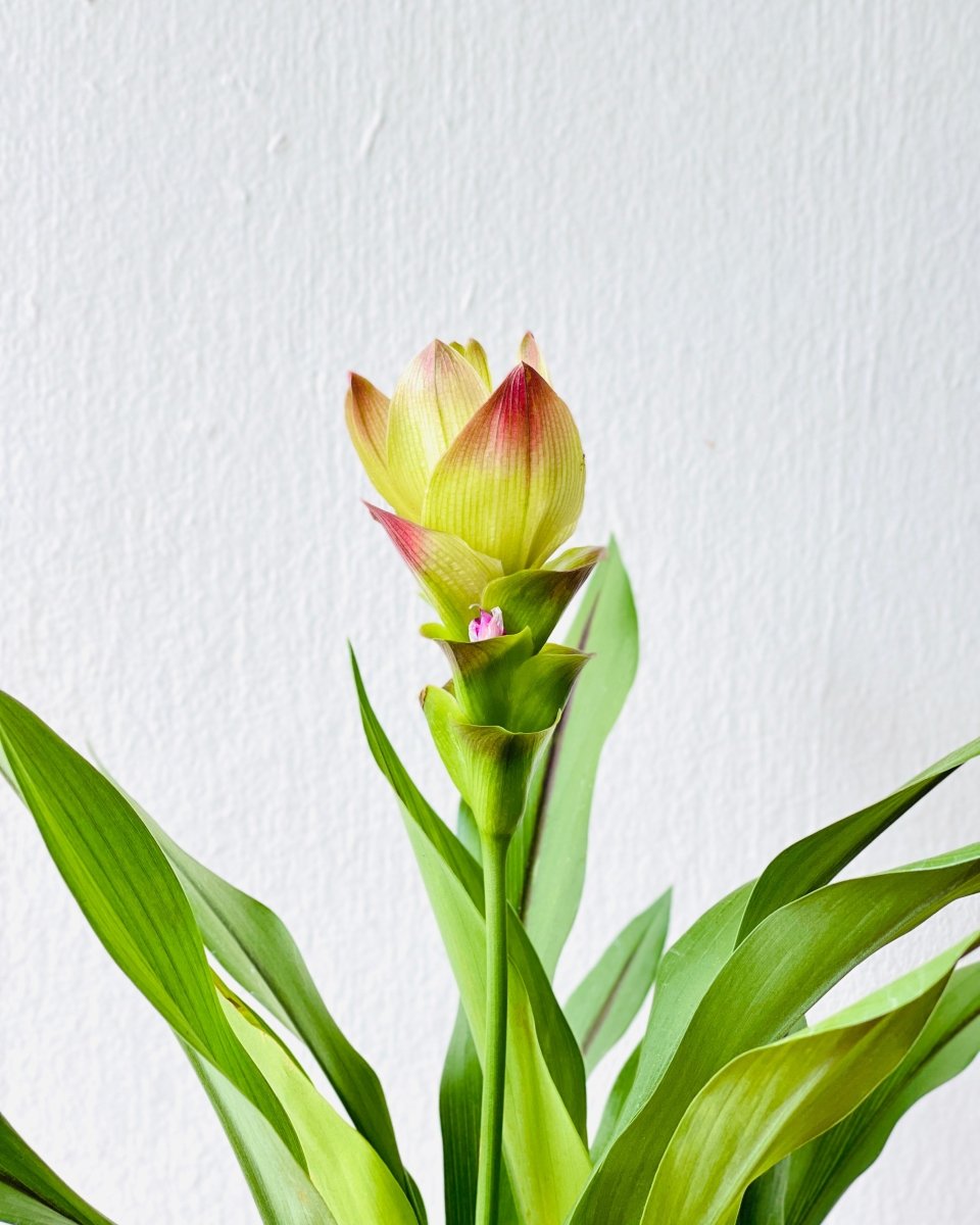 Siam Tulip - grow pot - Potted plant - Tumbleweed Plants - Online Plant Delivery Singapore