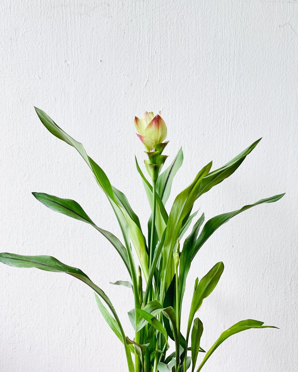 Siam Tulip - grow pot - Potted plant - Tumbleweed Plants - Online Plant Delivery Singapore