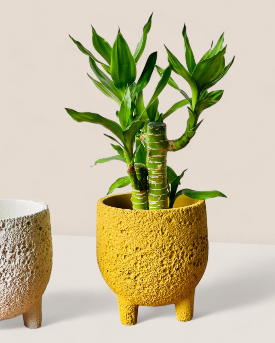 Small Anya Cement Pot - Pots - POTS - SMAL - 6488 - Tumbleweed Plants - Online Plant Delivery Singapore