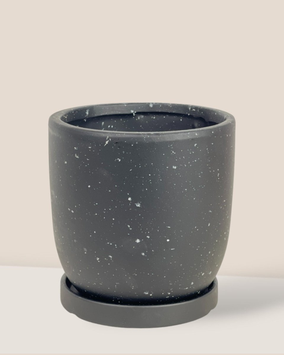 Small Eloise with Tray - black - Pot - Tumbleweed Plants - Online Plant Delivery Singapore