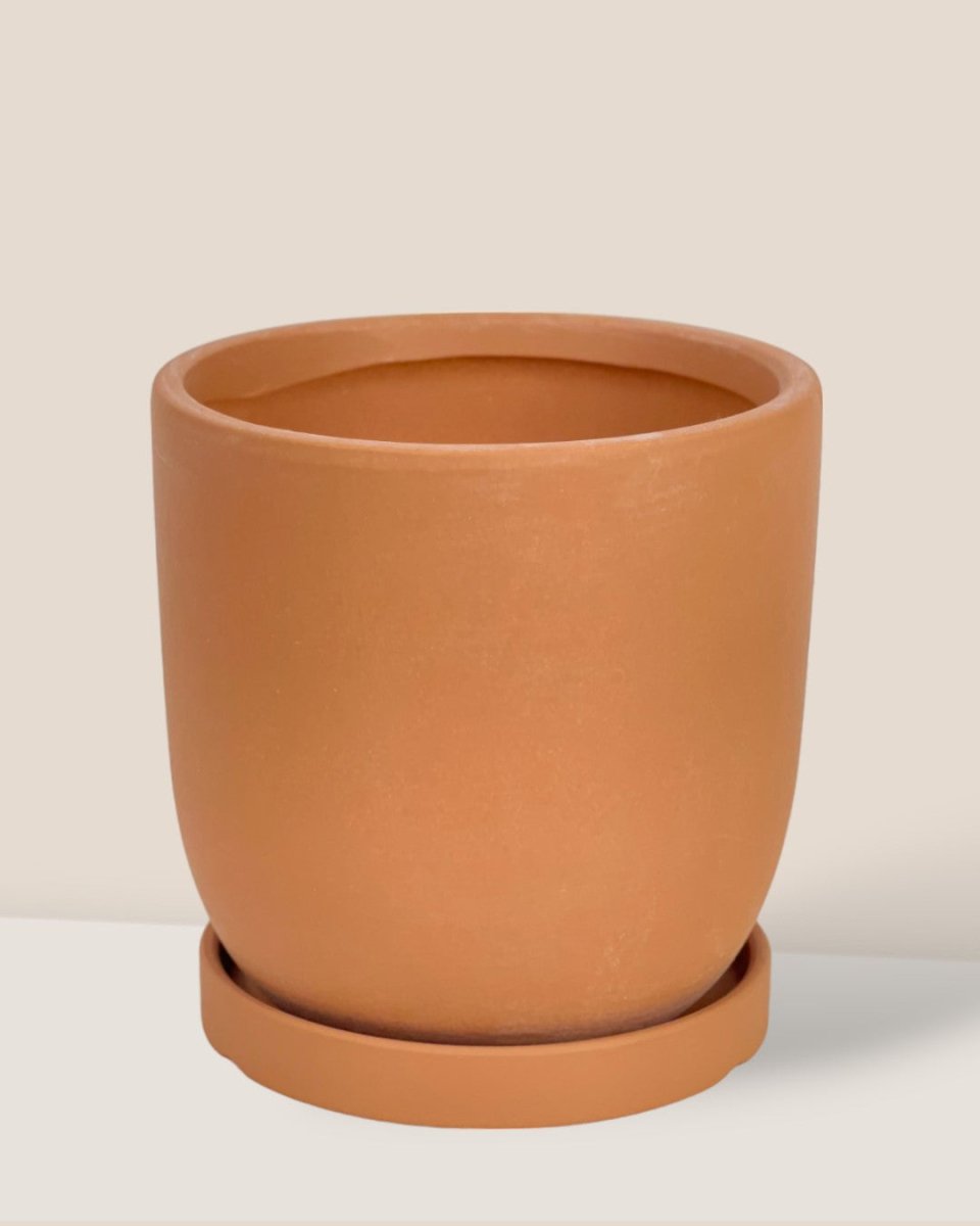 Small Eloise with Tray - brown - Pot - Tumbleweed Plants - Online Plant Delivery Singapore