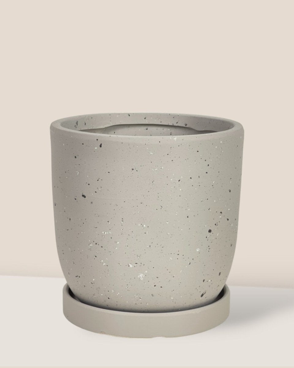 Small Eloise with Tray - grey - Pot - Tumbleweed Plants - Online Plant Delivery Singapore