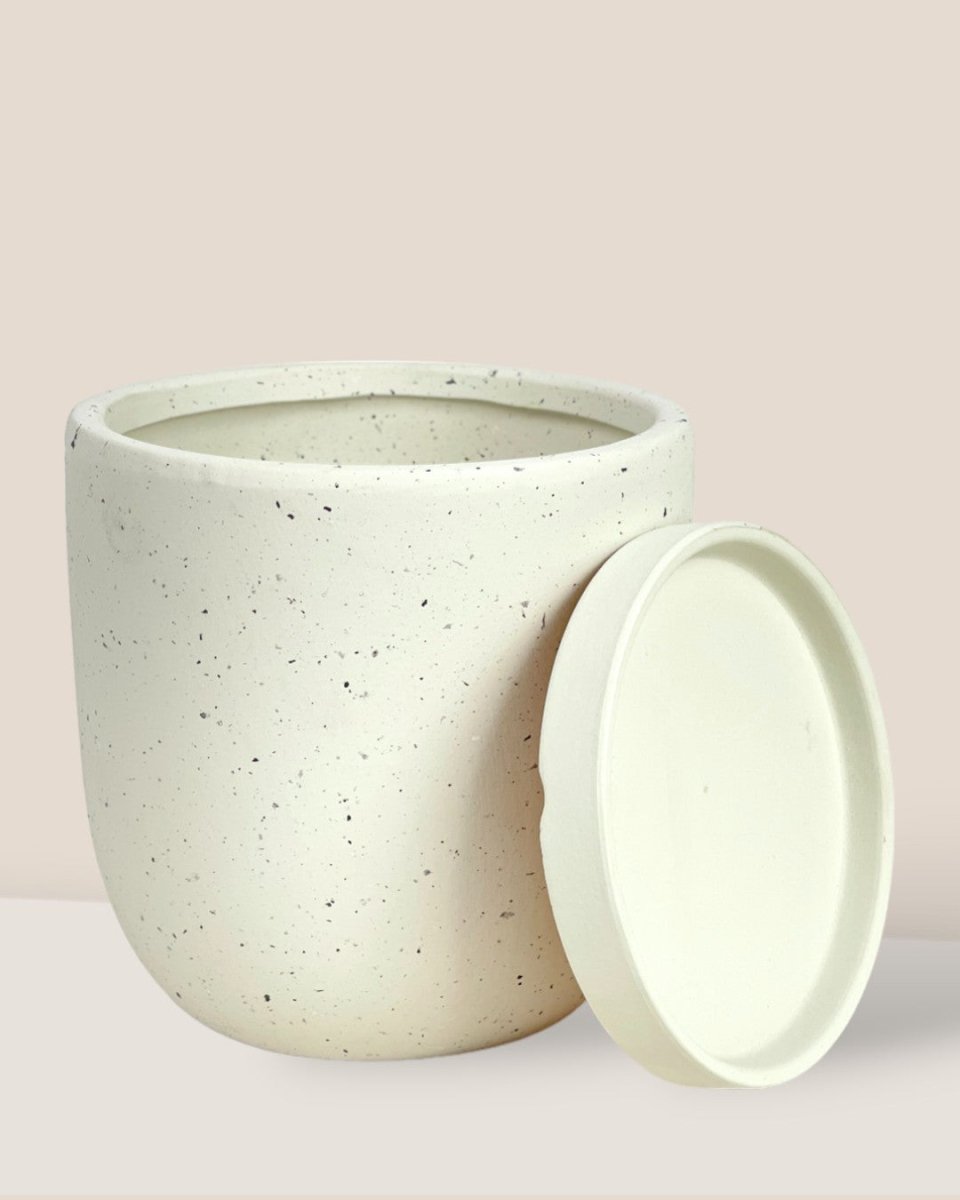 Small Eloise with Tray - white - Pot - Tumbleweed Plants - Online Plant Delivery Singapore
