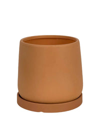 Tulip Terracotta - Small
