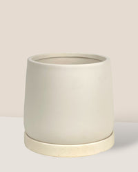 Tulip Terracotta - Small