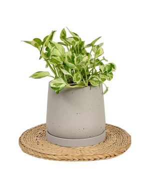 Tumbleweed Plants