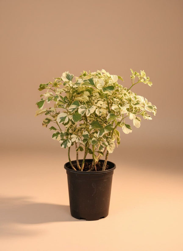 Tumbleweed Plants