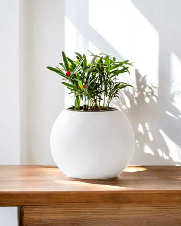 Tumbleweed Plants