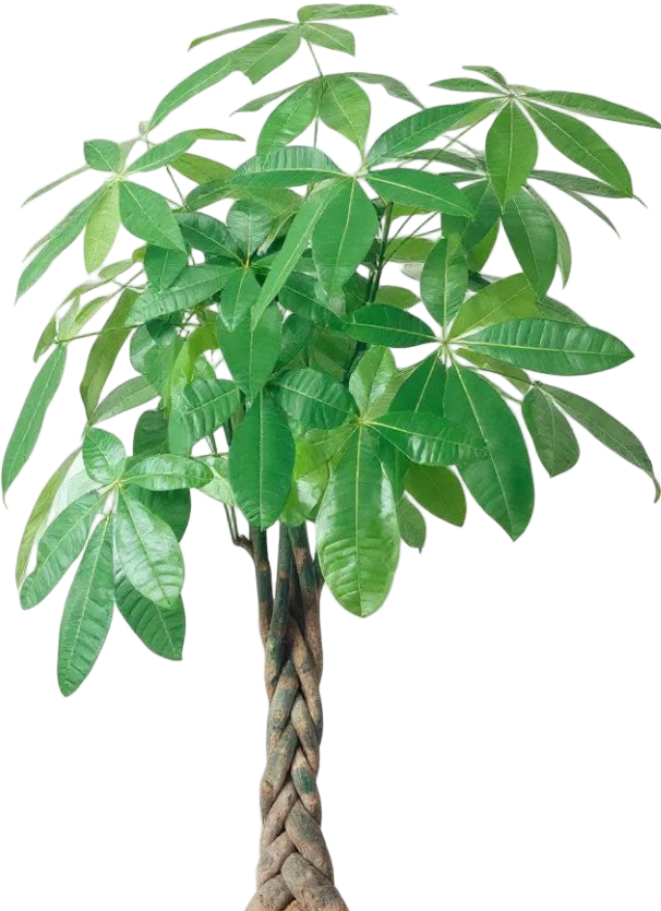 Money Tree - XL/XXL
