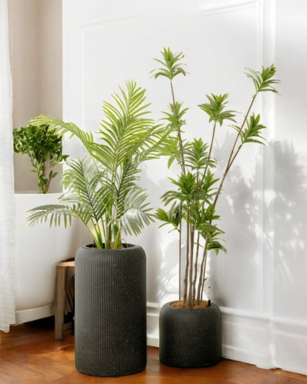 Tumbleweed Plants