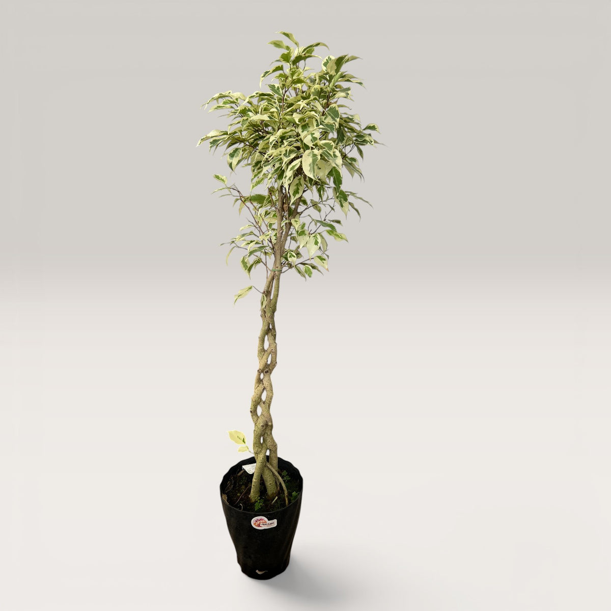 Ficus Benjamina Starlight Beauty Queen (Japan)