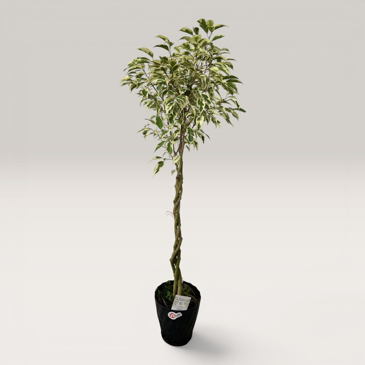 Ficus Benjamina Starlight Beauty Queen (Japan)