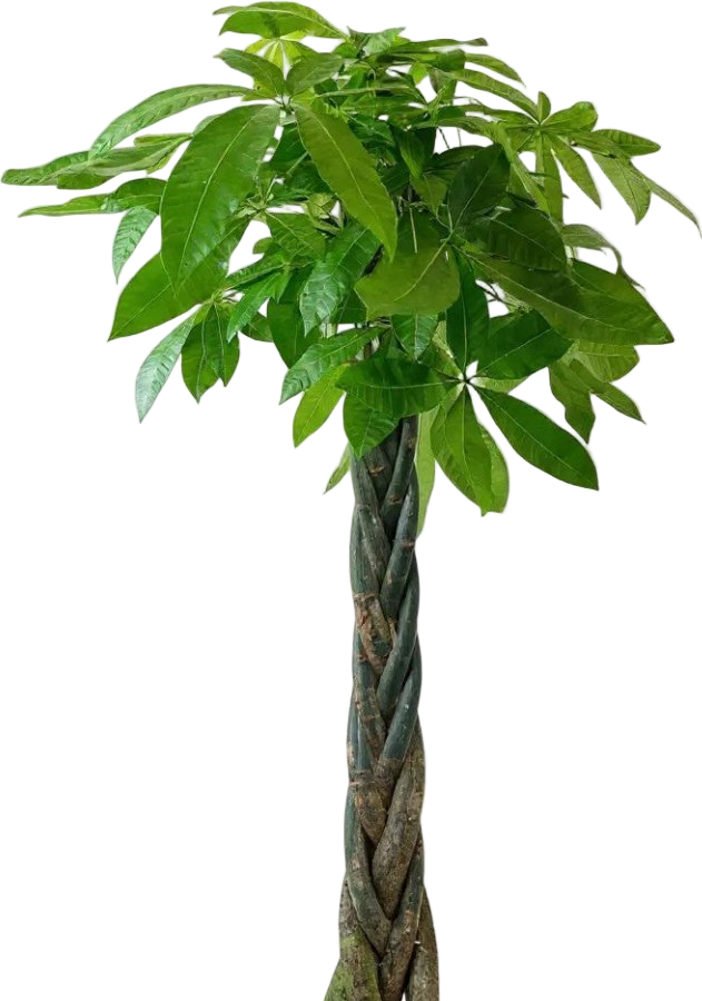 Money Tree - XL/XXL