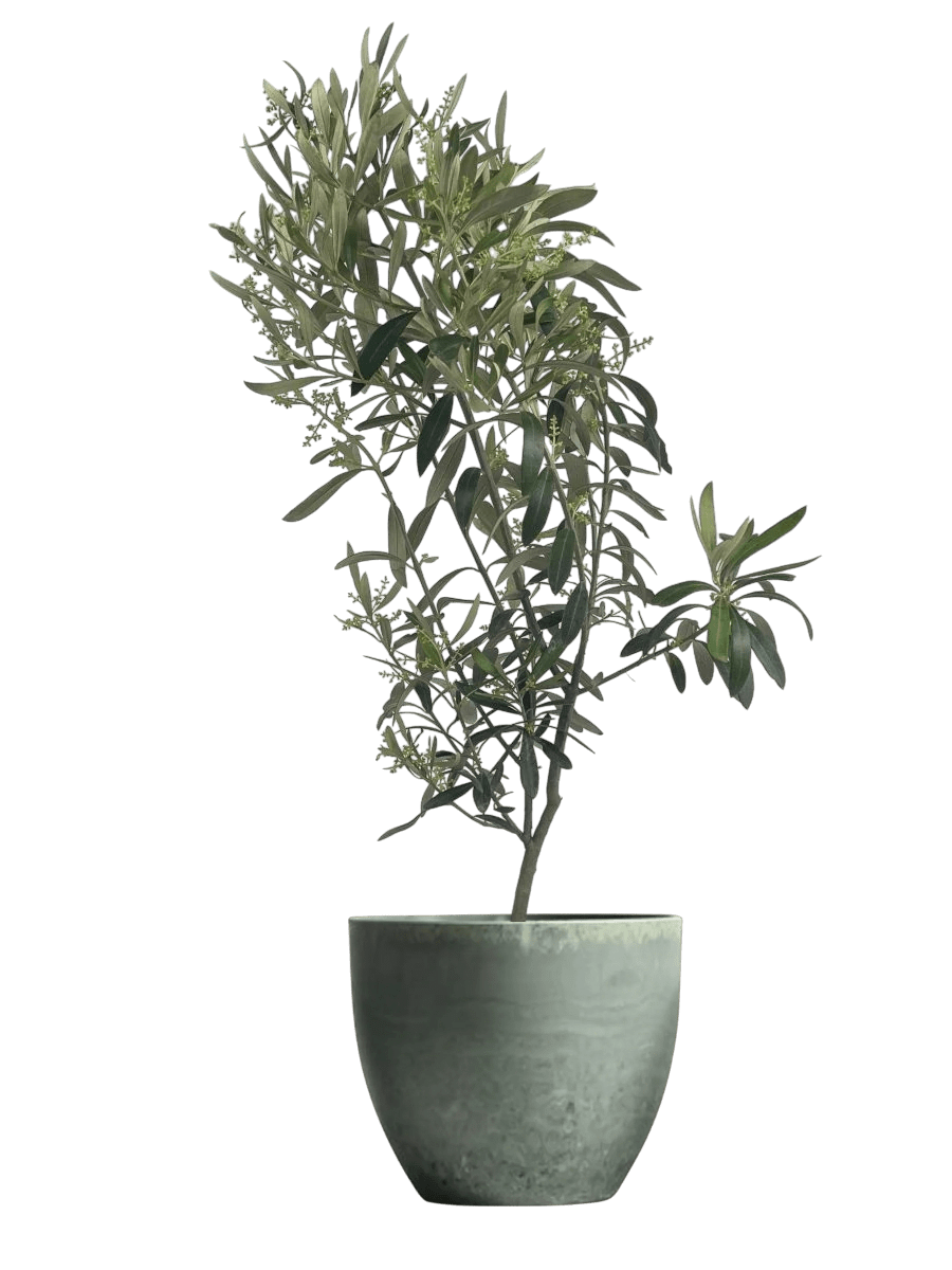 The Instagram Set - Plant Bundle - PROD - THEI - 7077 - Tumbleweed Plants - Online Plant Delivery Singapore