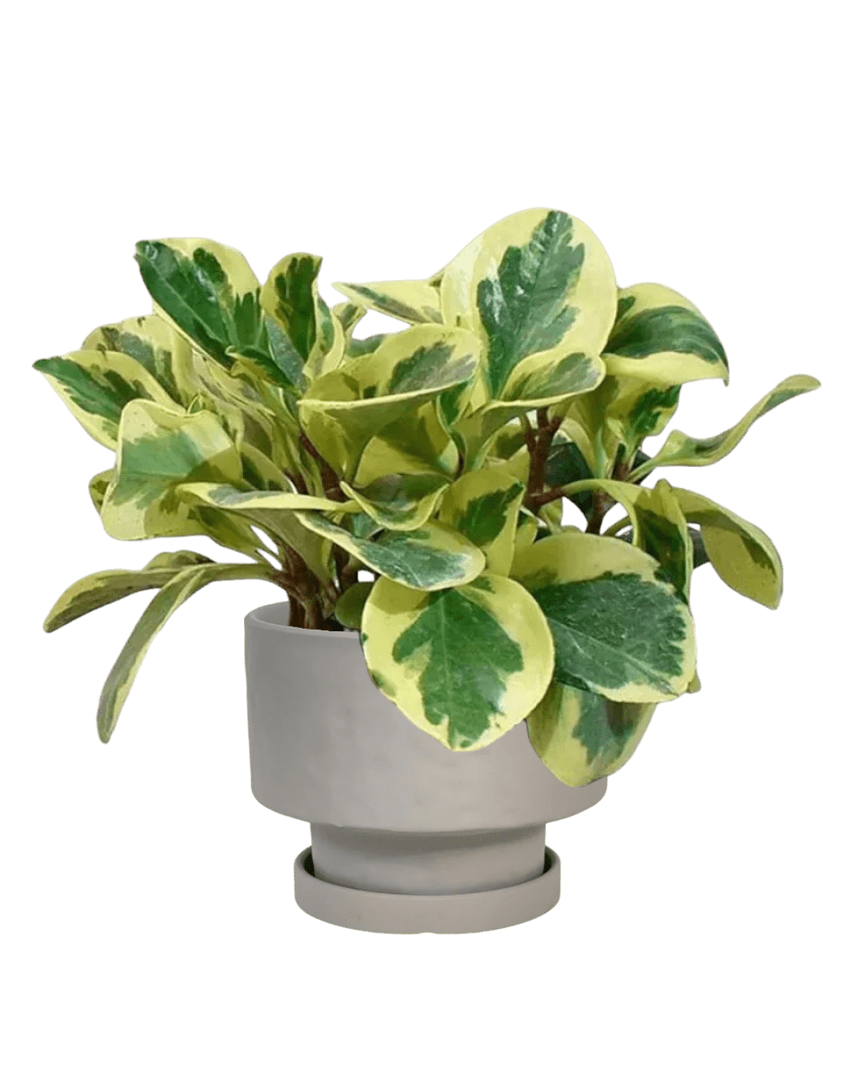 The Instagram Set - Plant Bundle - PROD - THEI - 7077 - Tumbleweed Plants - Online Plant Delivery Singapore