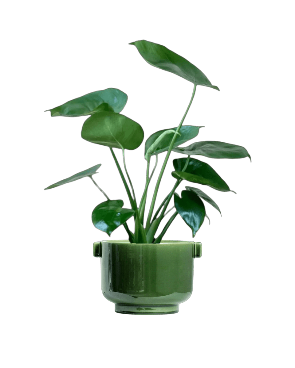 The Instagram Set - Plant Bundle - PROD - THEI - 7077 - Tumbleweed Plants - Online Plant Delivery Singapore
