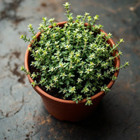 Thyme Plant