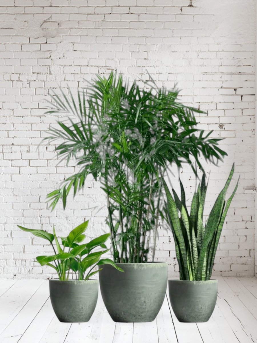 Top - Seller Trio - Potted plant - PROD - TOP - 6568 - Tumbleweed Plants - Online Plant Delivery Singapore
