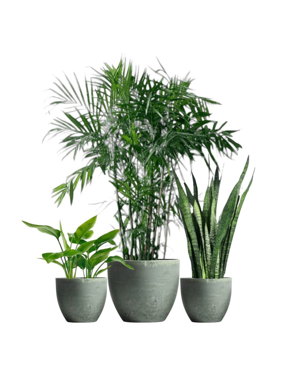 Top - Seller Trio - Potted plant - PROD - TOP - 6568 - Tumbleweed Plants - Online Plant Delivery Singapore