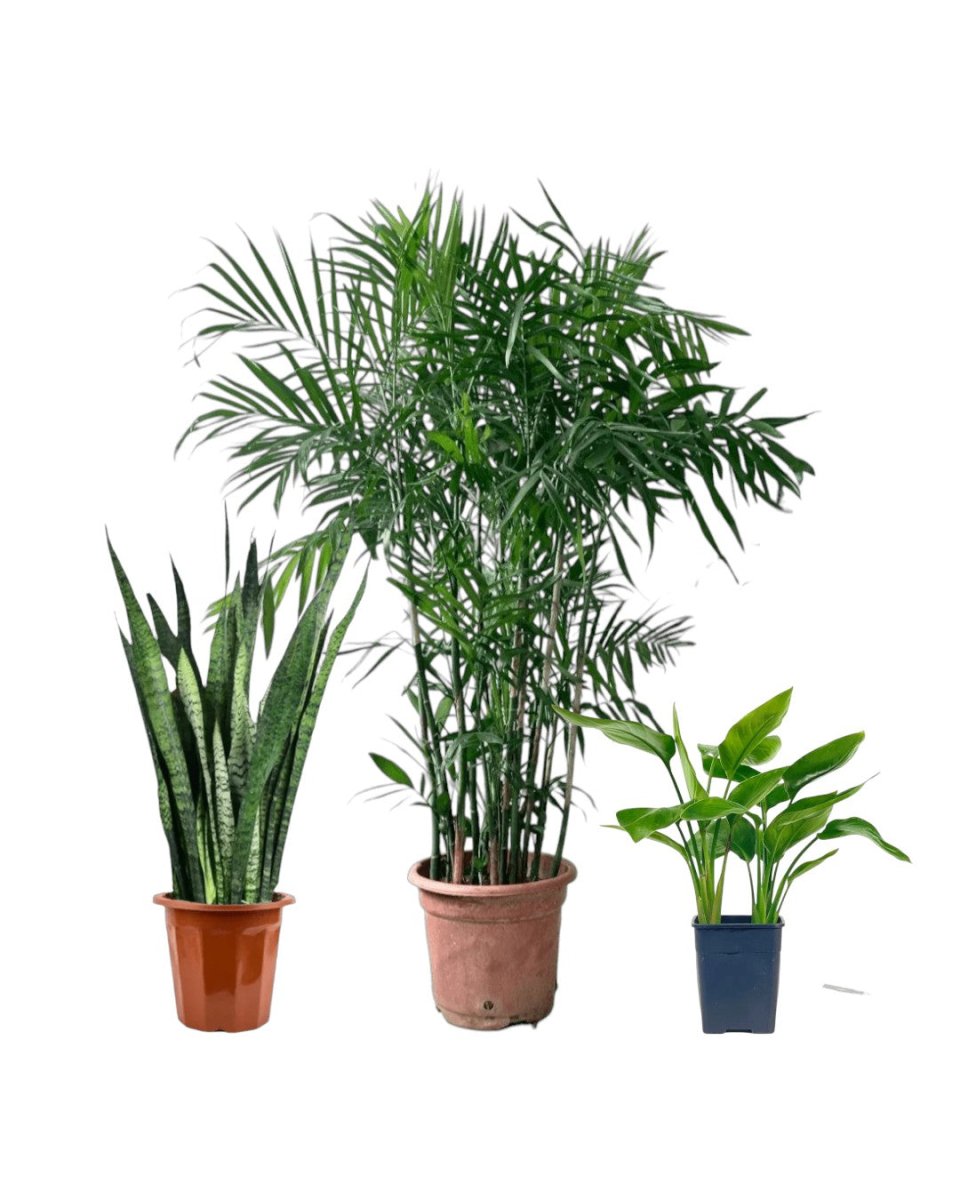 Top - Seller Trio - Potted plant - PROD - TOP - 6568 - Tumbleweed Plants - Online Plant Delivery Singapore