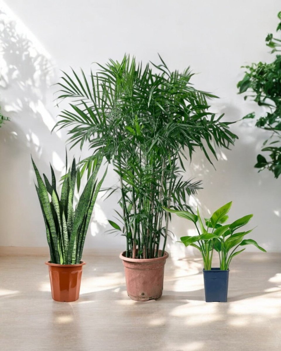 Top - Seller Trio - Potted plant - PROD - TOP - 6568 - Tumbleweed Plants - Online Plant Delivery Singapore