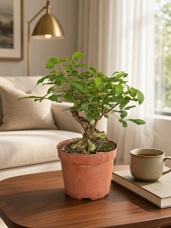 Vitex Negundo Bonsai