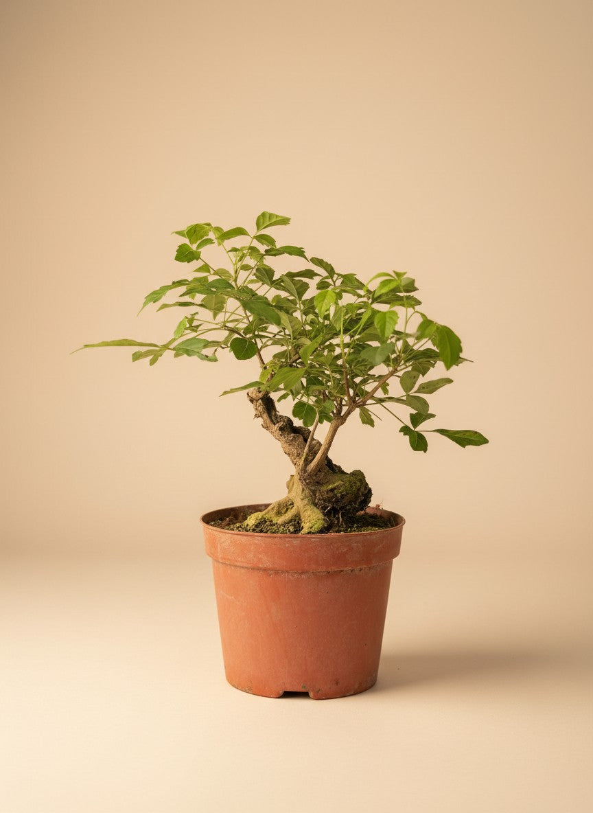 Vitex Negundo Bonsai