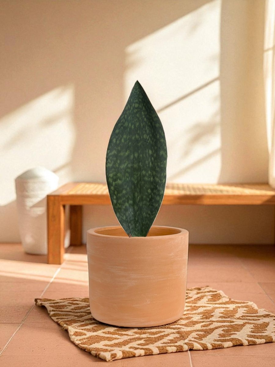 Whale Fin Snake Plant - Large - Potted plant - POTT - WHAL - GRW - 7243 - Tumbleweed Plants - Online Plant Delivery Singapore