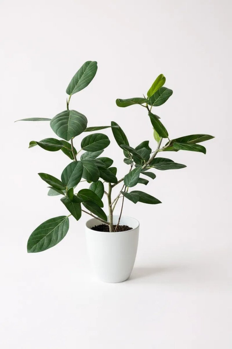 Ficus Audrey Benghalensis / Japanese Golden Leaf Fig - Potted plant - POTT - FICU - JCP - 4206 - Tumbleweed Plants - Online Plant Delivery Singapore