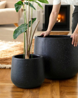 Tumbleweed Plants
