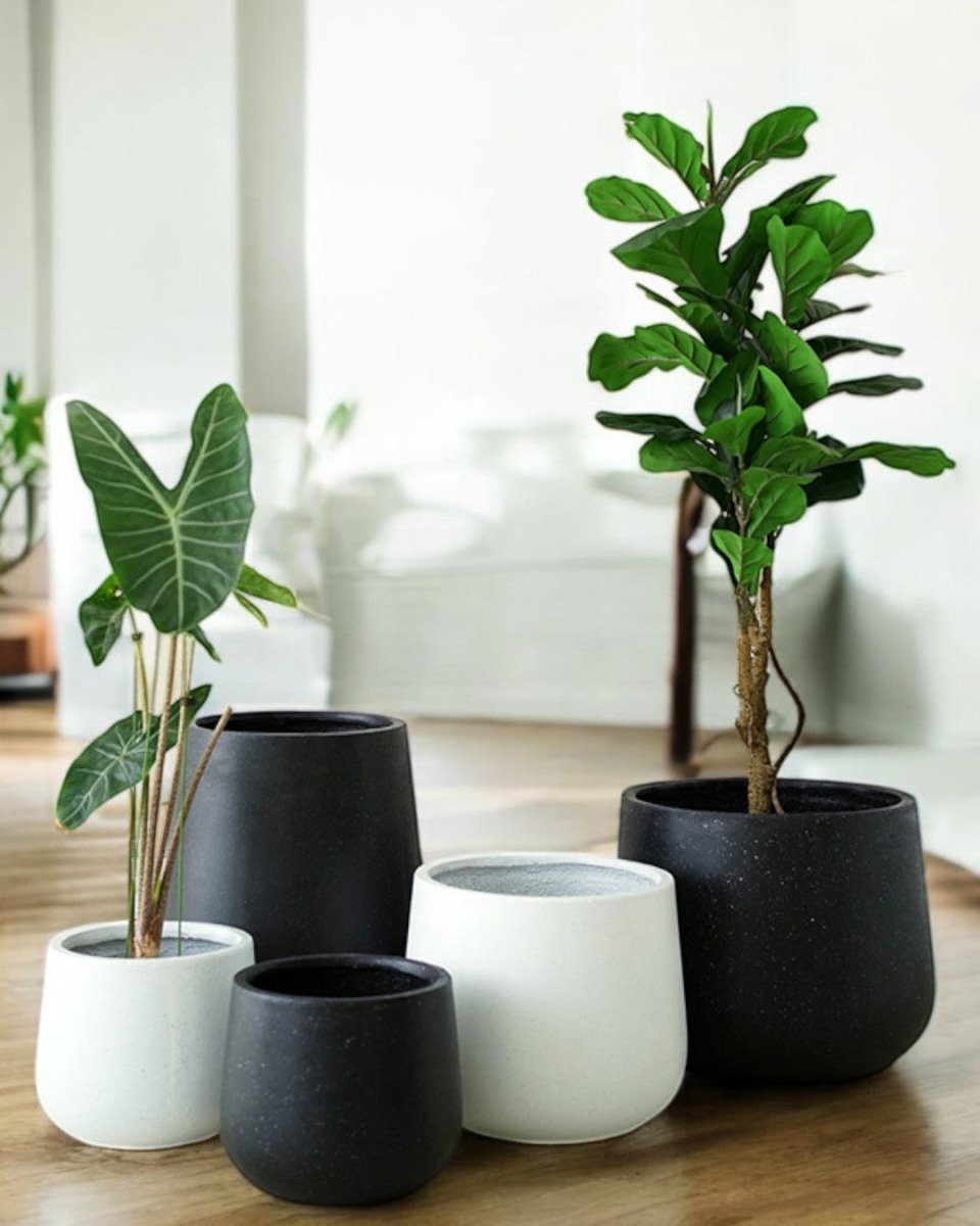XL Nova Planter - Pots - 4754535109643 - Tumbleweed Plants - Online Plant Delivery Singapore