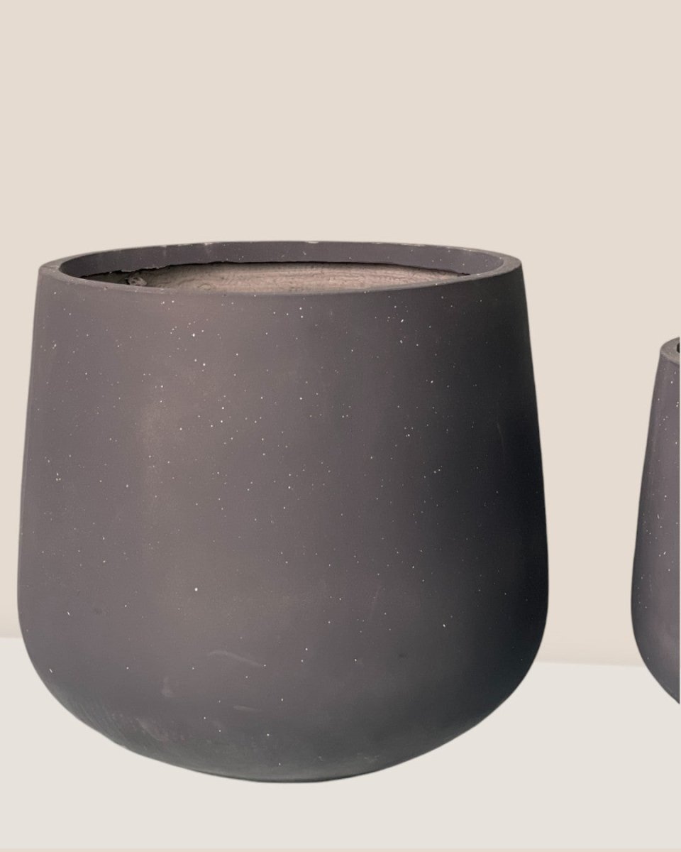 XL Sienna - black - Pot - Tumbleweed Plants - Online Plant Delivery Singapore