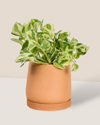 Tulip Terracotta - XS