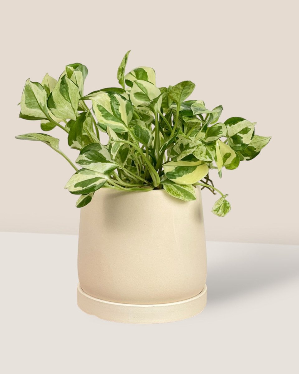 XS Tulip Terracotta with Tray - cream - Pot - Tumbleweed Plants - Online Plant Delivery Singapore