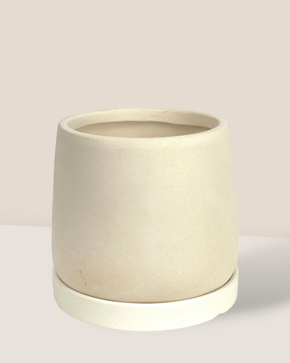 XS Tulip Terracotta with Tray - cream - Pot - Tumbleweed Plants - Online Plant Delivery Singapore