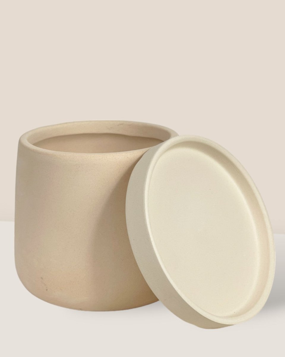 XS Tulip Terracotta with Tray - cream - Pot - Tumbleweed Plants - Online Plant Delivery Singapore
