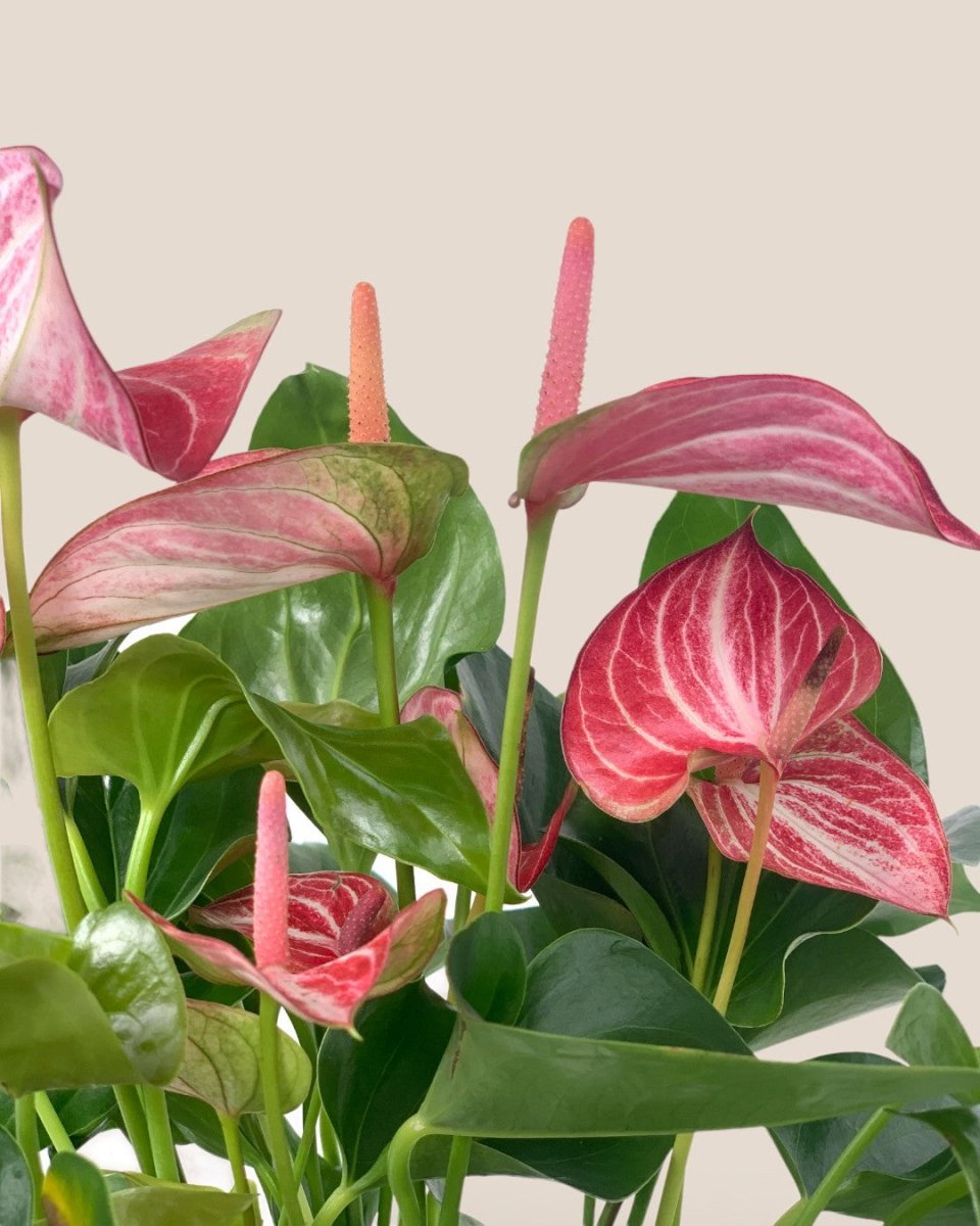 Anthurium Mystique Pink - grow pot - Potted plant - Tumbleweed Plants - Online Plant Delivery Singapore