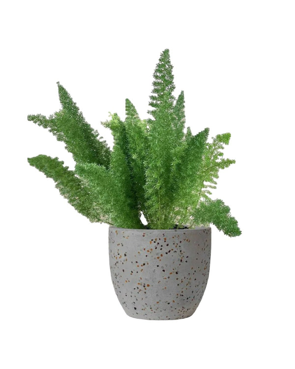 Tumbleweed Plants
