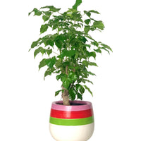 China Doll Tree Baby
