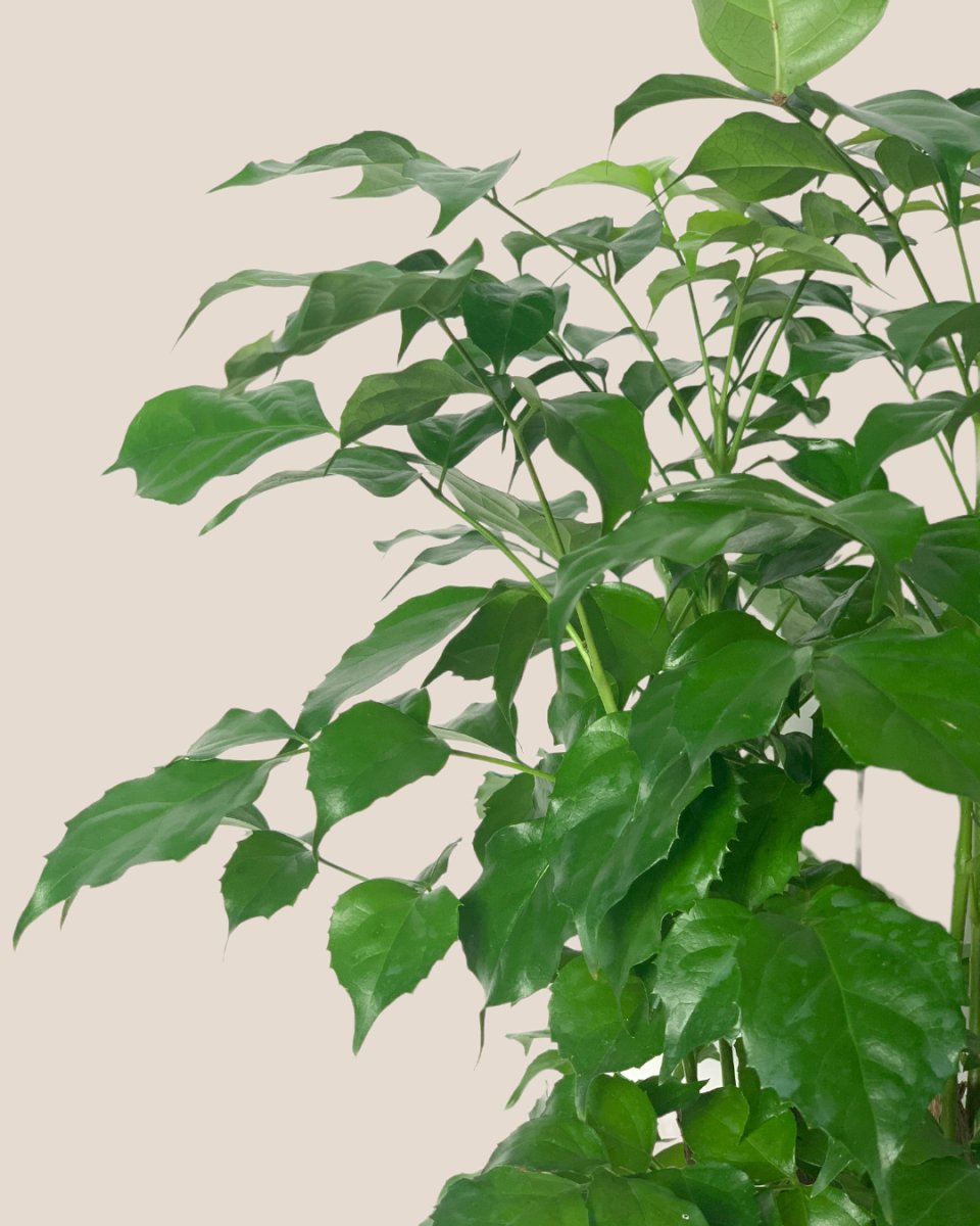 Baby China Doll Tree - poppy color planter - ariel - Potted plant - Tumbleweed Plants - Online Plant Delivery Singapore