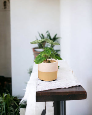 Tumbleweed Plants