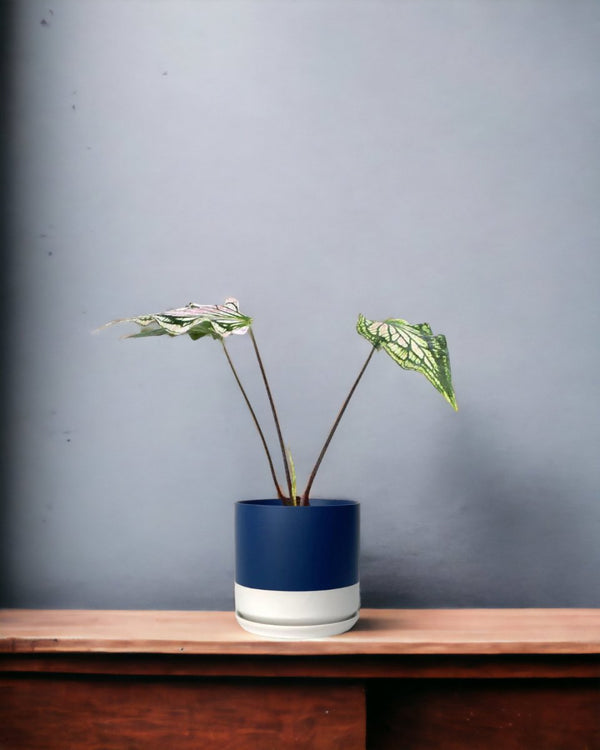 Tumbleweed Plants