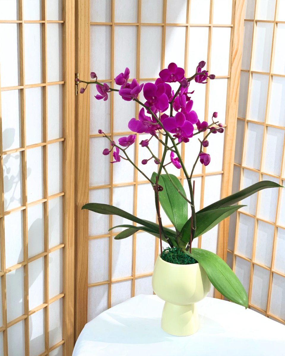 Ceramic Sand Pot - Pot - Tumbleweed Plants - Online Plant Delivery Singapore