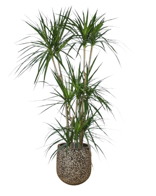 Dracaena Marginata paired with tulip pot