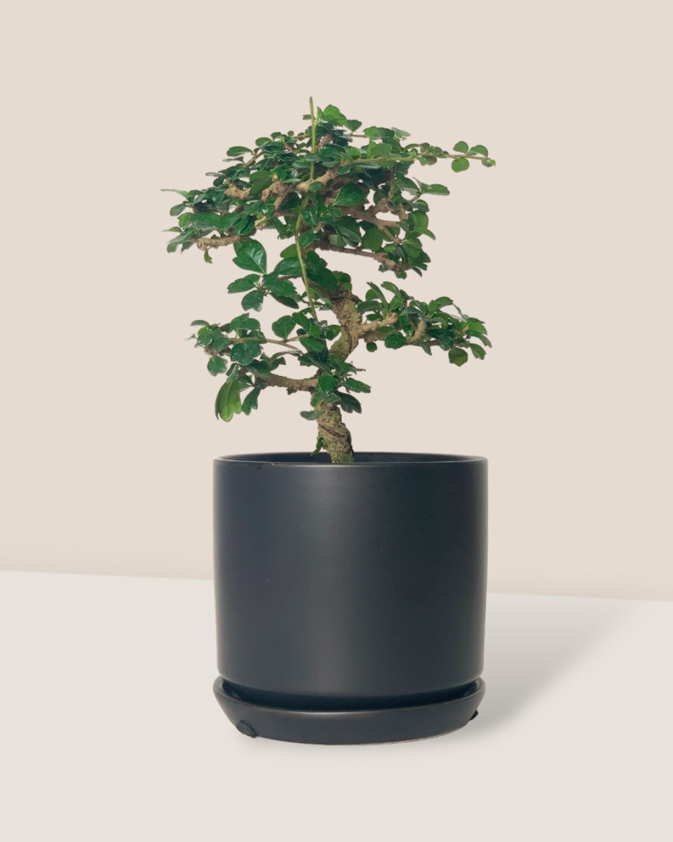 Ehretia Bonsai - little cylinder black with tray planter - Potted plant - Tumbleweed Plants - Online Plant Delivery Singapore